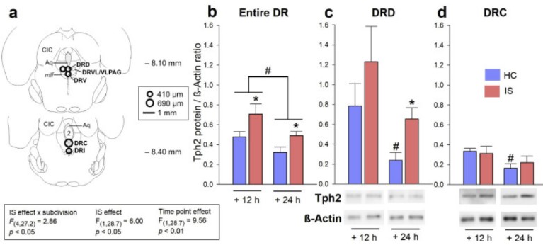 Effects of inescapable tail shock on Tph2 protein expression.jpg